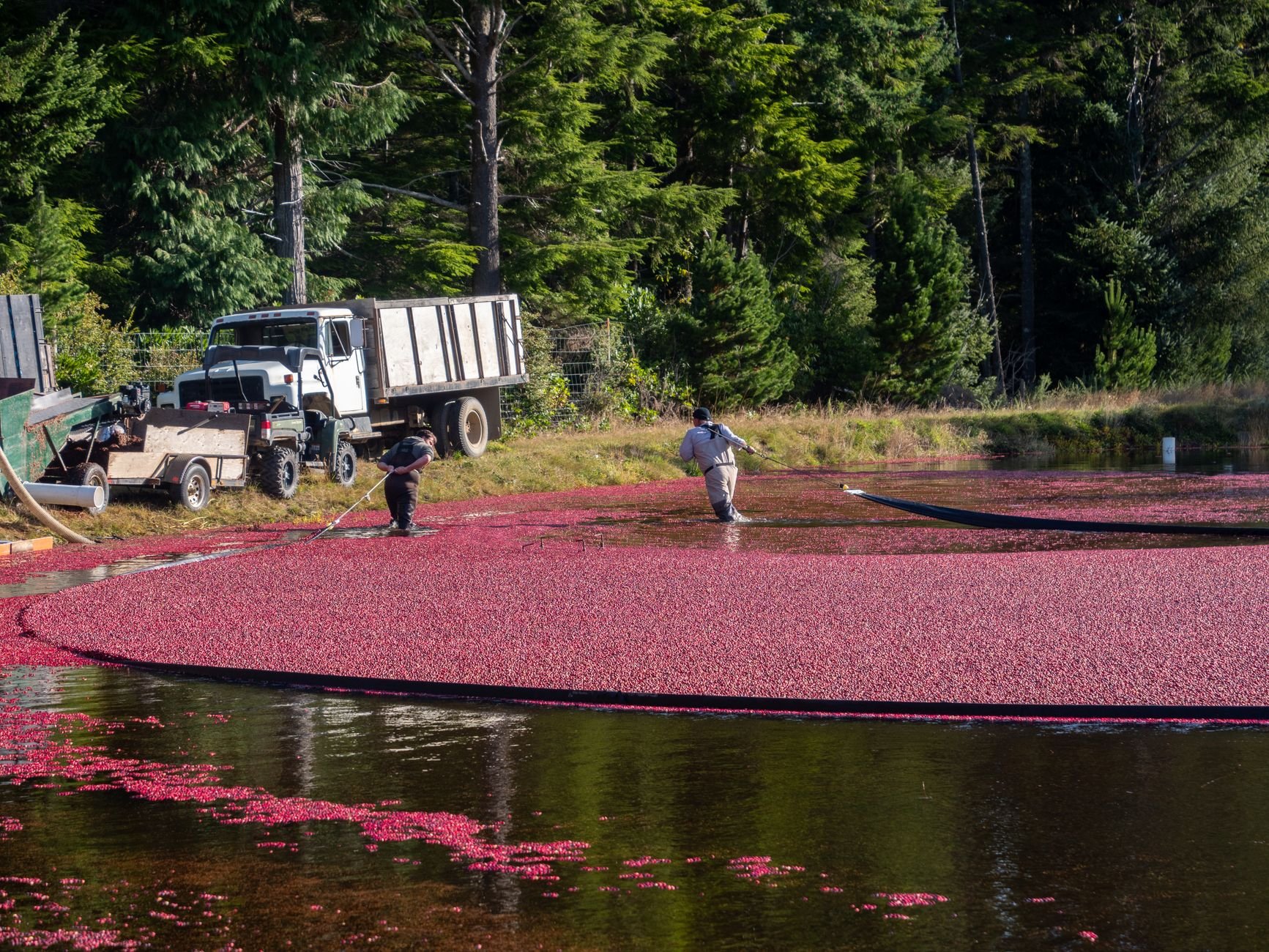 80th Annual Bandon Cranberry Festival