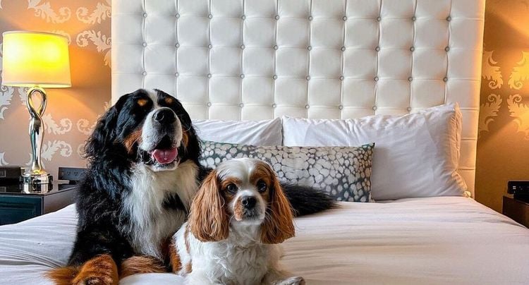 Pet-Friendly Luxury Hotels image 1